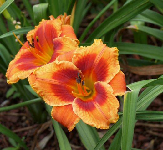 fire in his eyes reverse orange bitone 2018 photo again rs